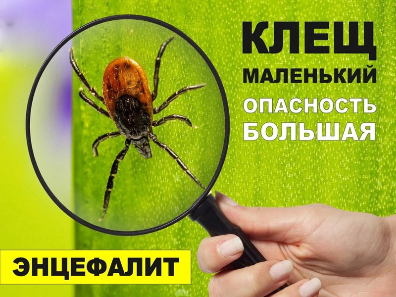 Осторожно – клещи!.
