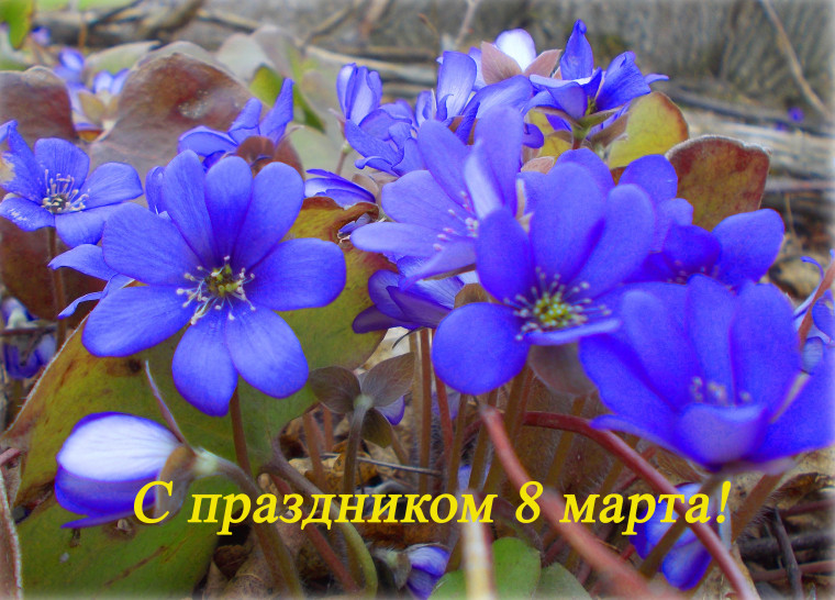 Дорогие женщины! Сердечно поздравляем вас с Международным женским днем — 8 Марта!. Дорогие женщины! Сердечно поздравляем вас с Международным женским днем — 8 Марта!.